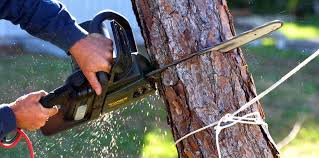 Chillum, MD Tree Removal Company