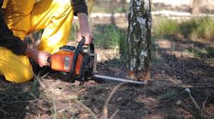 Best Stump Grinding and Removal  in Chillum, MD