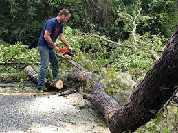 How Our Tree Care Process Works  in  Chillum, MD