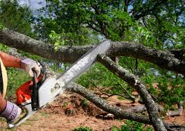 Best Tree Disease Treatment  in Chillum, MD