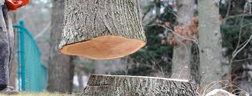Best Tree Risk Assessment  in Chillum, MD