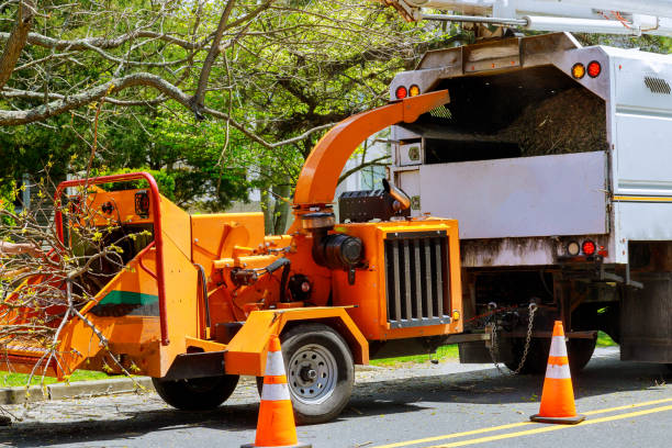 Best Seasonal Cleanup (Spring/Fall)  in Chillum, MD