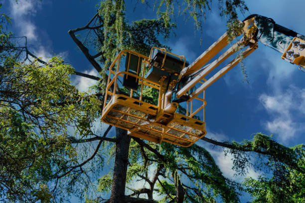 Best Firewood Processing and Delivery  in Chillum, MD