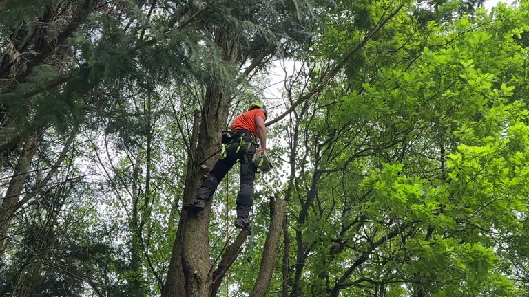 Best Tree and Shrub Care  in Chillum, MD