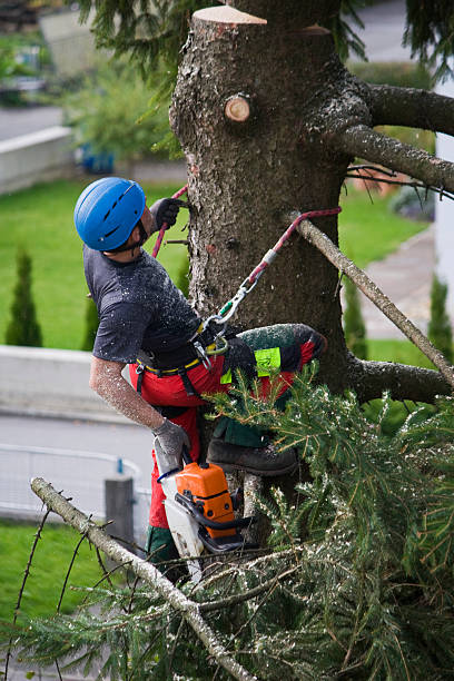 Best Arborist Consultation Services  in Chillum, MD