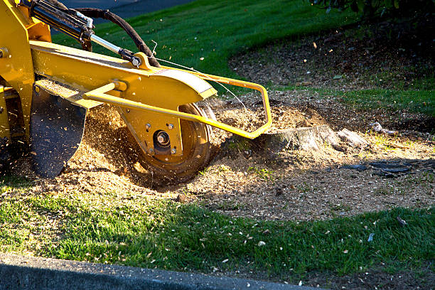 Best Lawn Drainage Solutions  in Chillum, MD