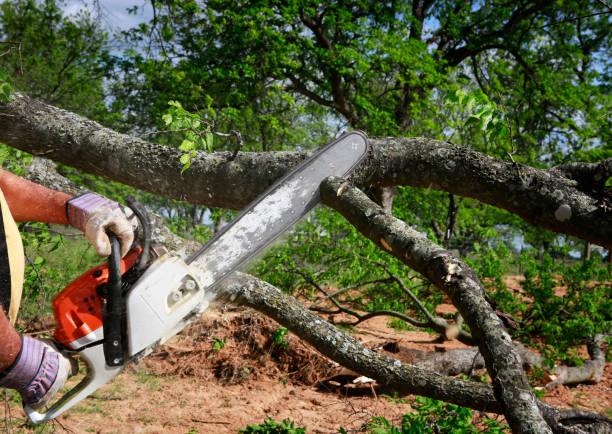 Best Organic Lawn Care Solutions  in Chillum, MD